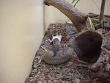 Cobra Eating A Rat